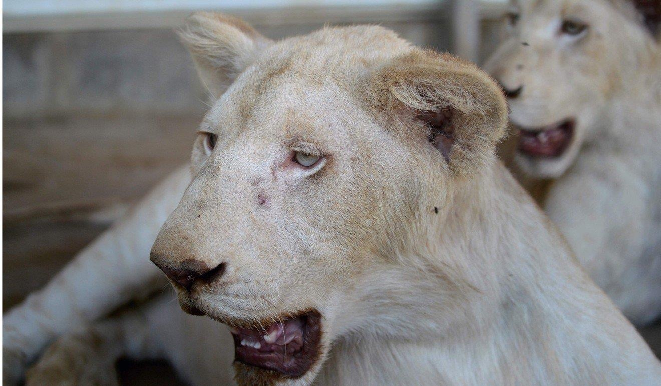 Nhà giàu xa xỉ ảnh 4 Nha giau xa xi anh 4