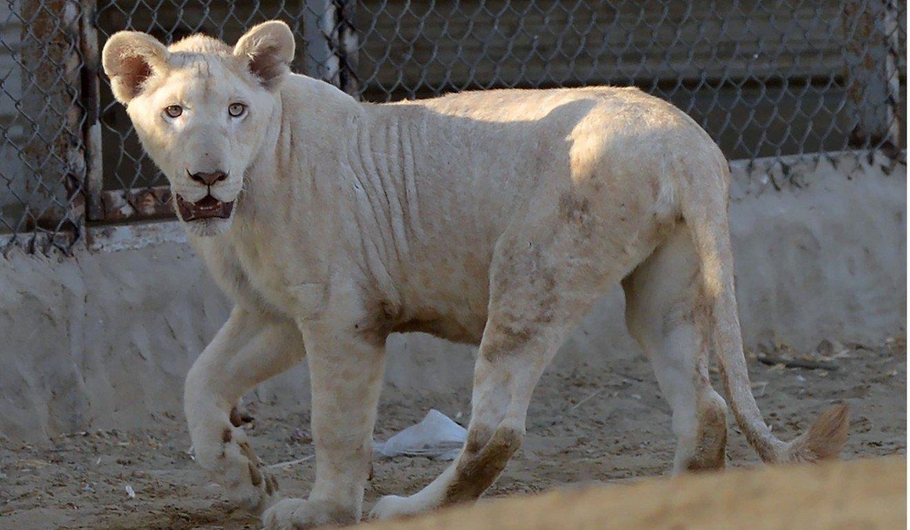 Nhà giàu xa xỉ ảnh 5 Nha giau xa xi anh 5