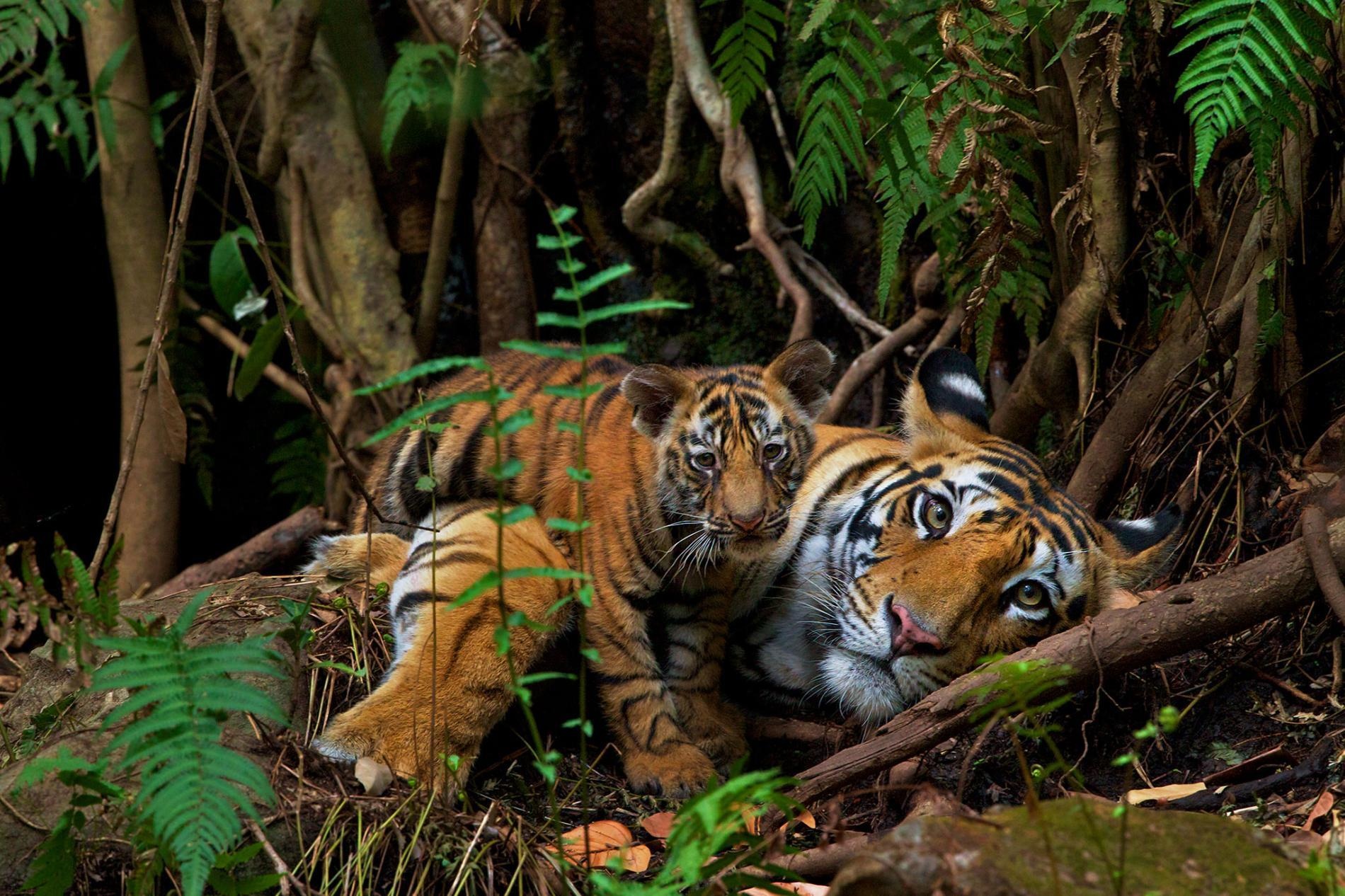 dong vat hoang da anh 9