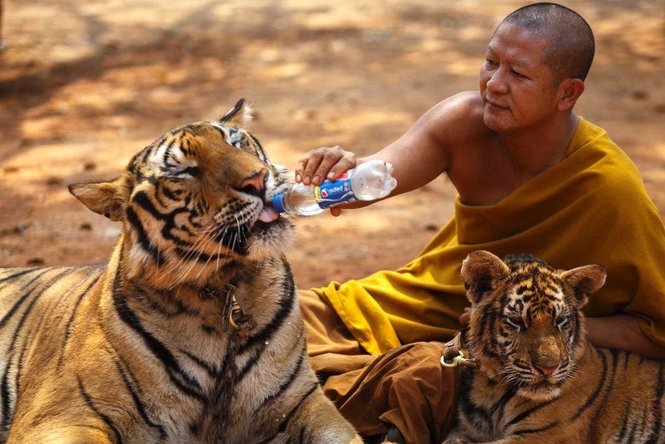 dong vat hoang da anh 12