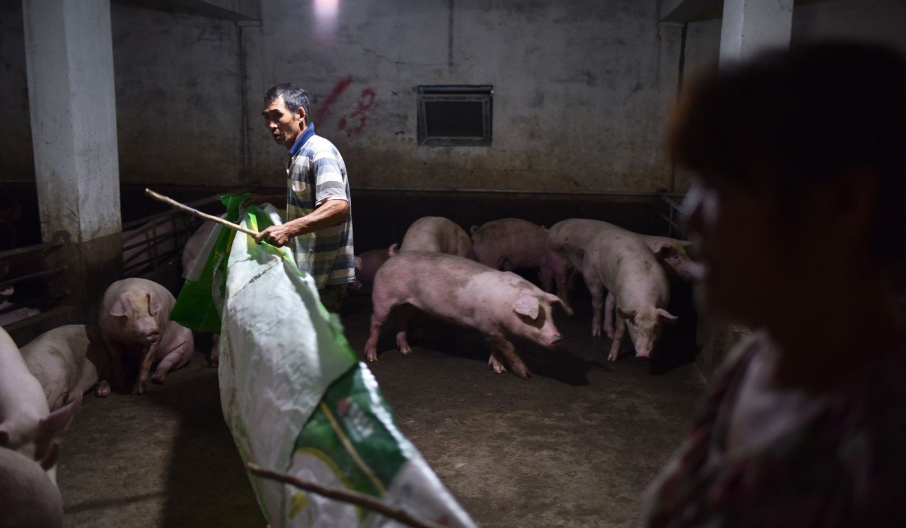 khung hoang thit lon Trung Quoc anh 3