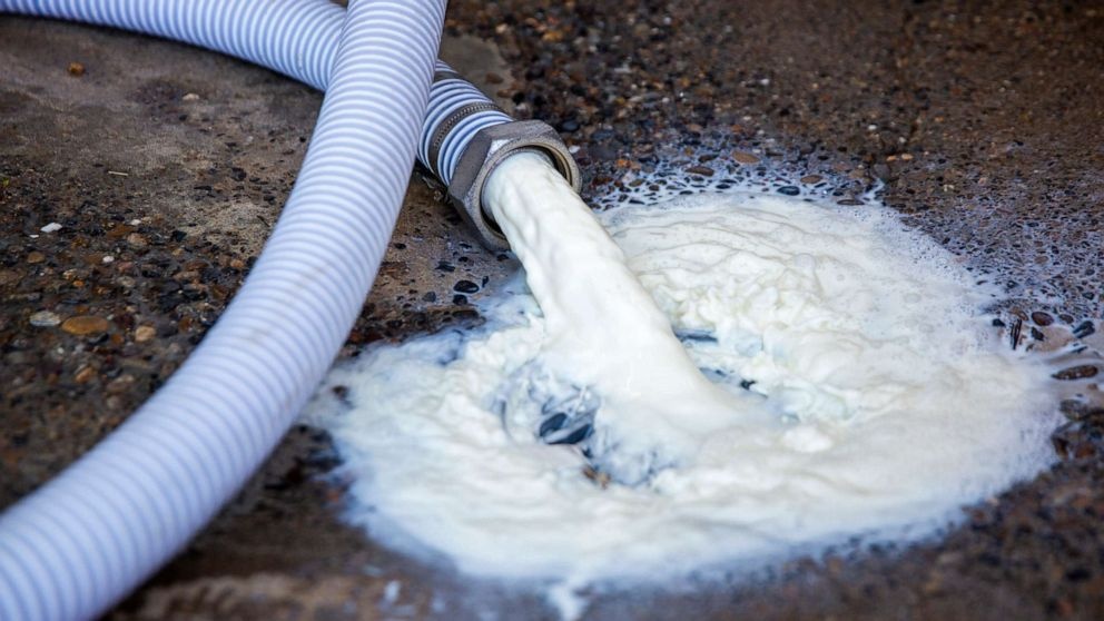 Nong dan My do bo hang trieu lit sua moi ngay do dai dich hinh anh