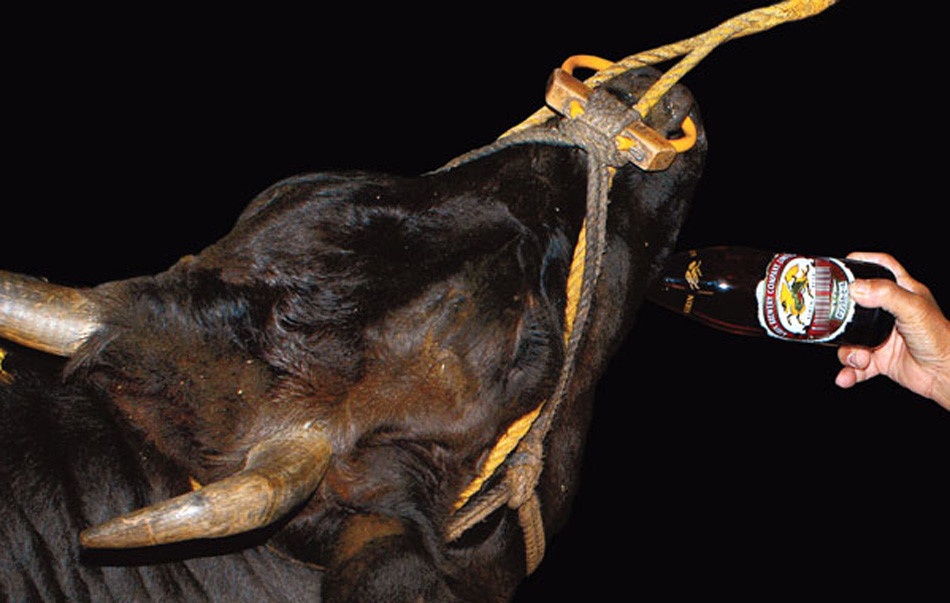 thit bo kobe co gia nhu the nao o Viet Nam anh 2