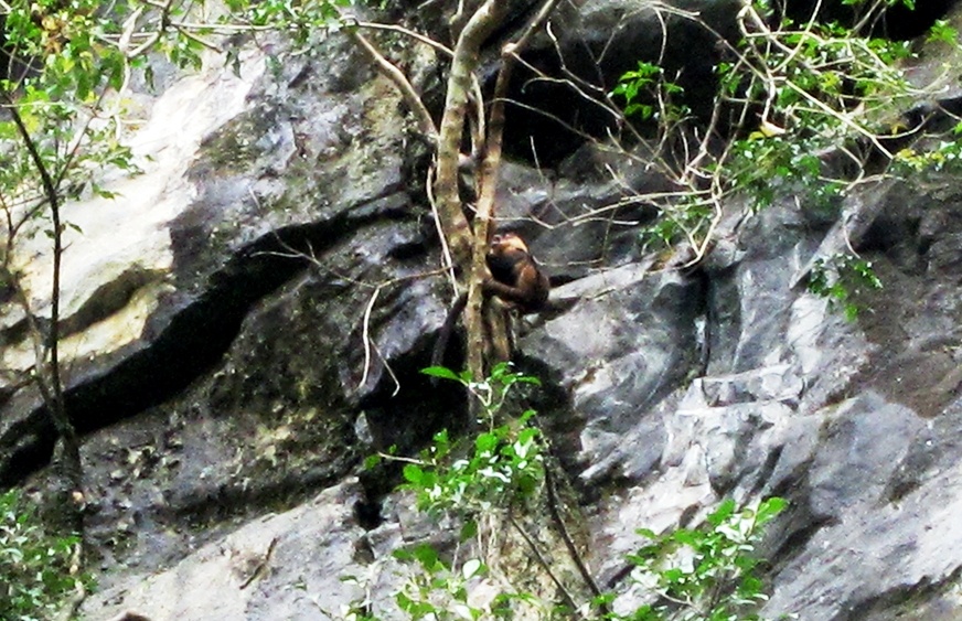 Vooc con quy hiem mac ket 5 ngay tren vach da hinh anh