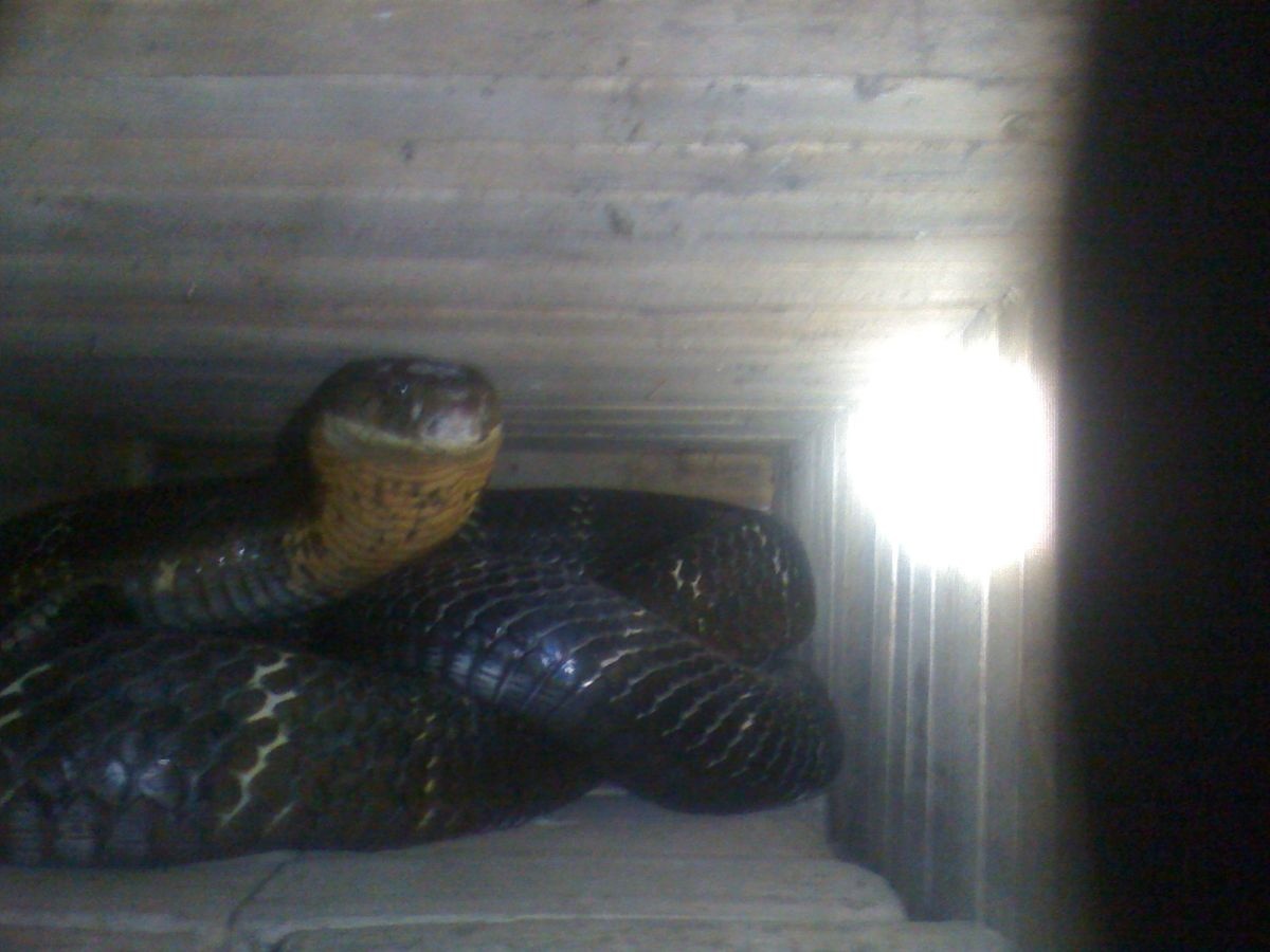 Bat giu oto cho ho mang chua, rua nui vang hinh anh