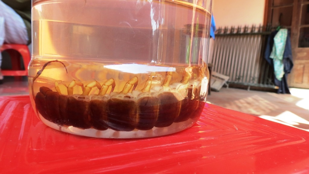 Con rết khổng lồ đã được ngâm rượu để chữa bệnh