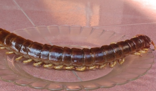 Bat song ret dai hon 30 cm o mien Trung hinh anh