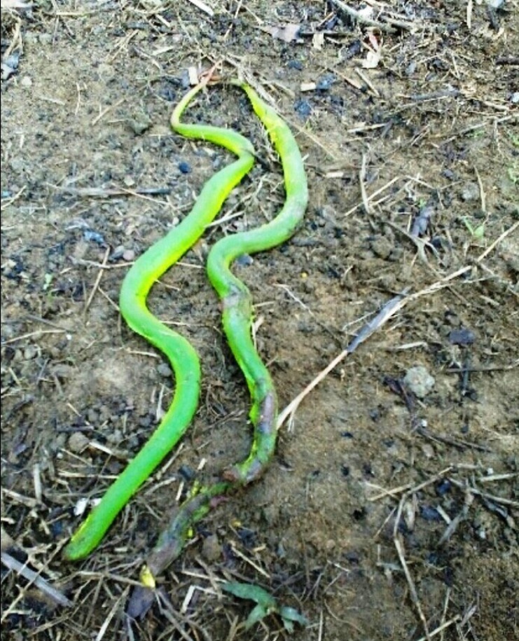 Nguoi phu nu phat hien cap ran duoi do khi don nha hinh anh