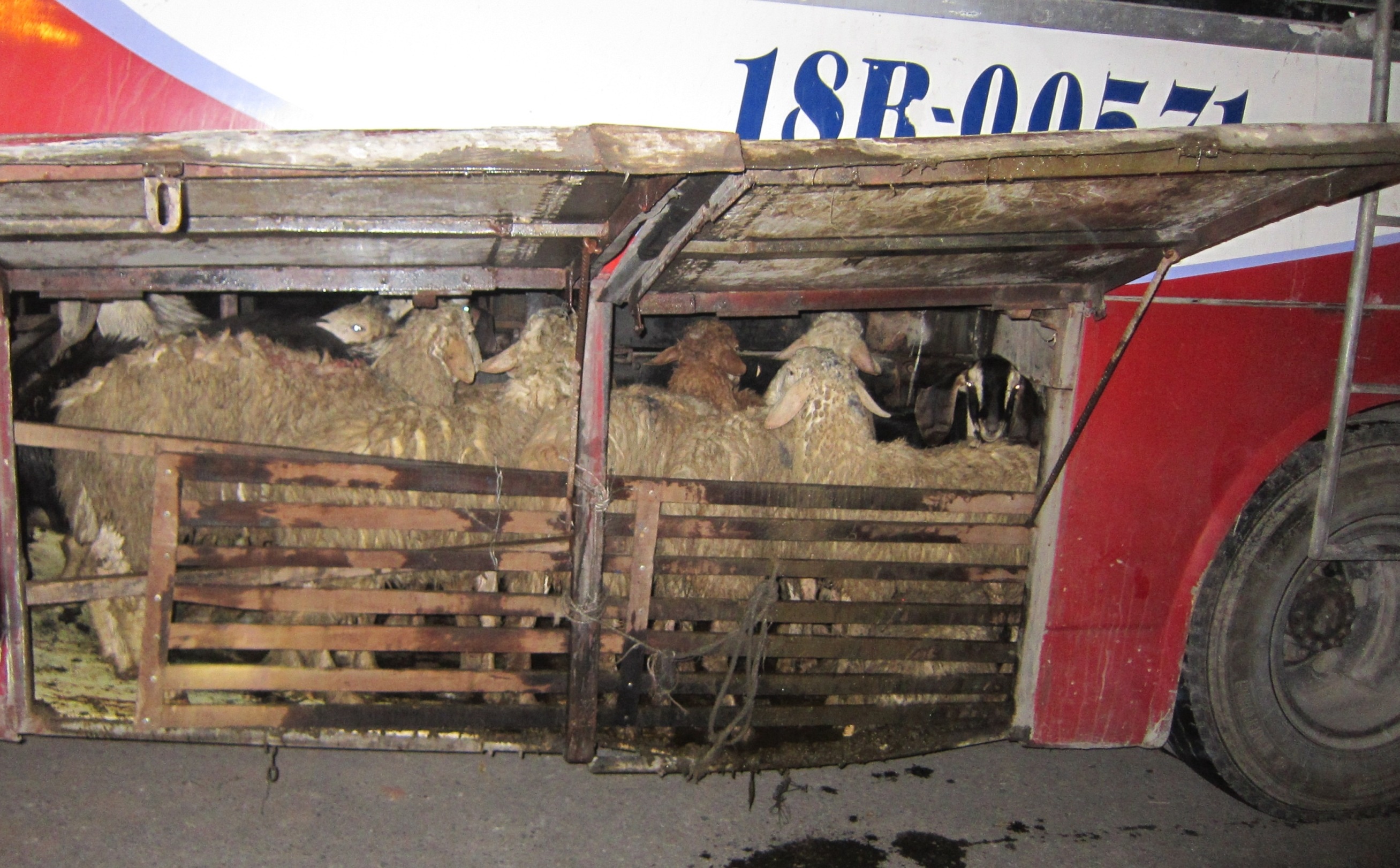 Xe khach bien thanh chuong nhot de, cuu hinh anh