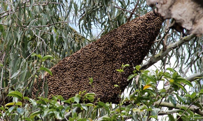 Bi dan ong tan cong, nhay xuong ho nuoc de tranh hinh anh