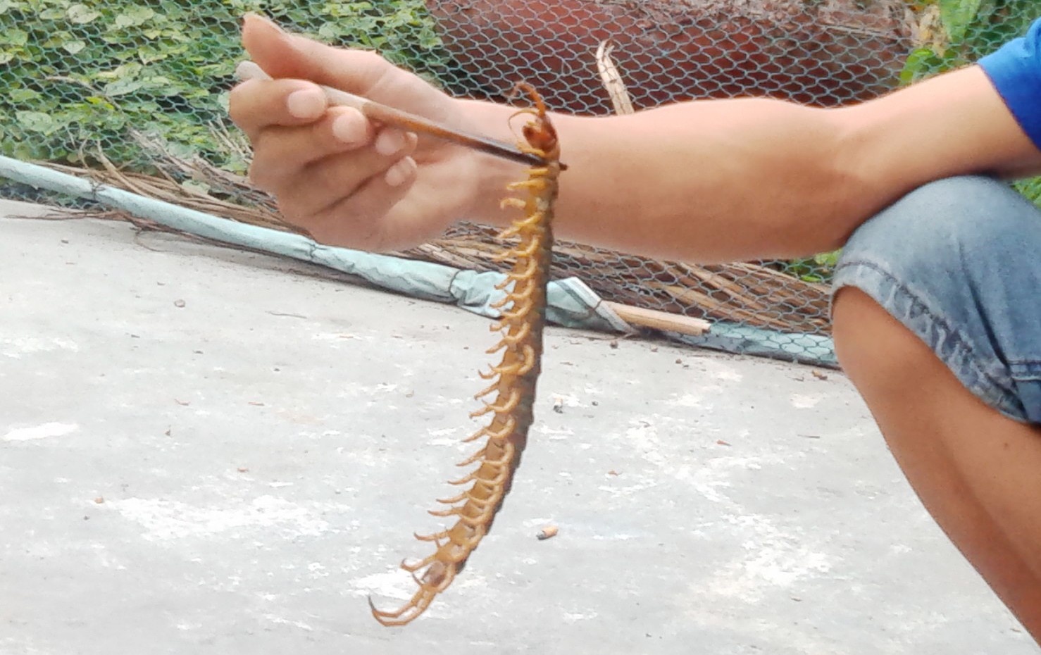 Bat con ret dai 25 cm bo vao phong khach hinh anh