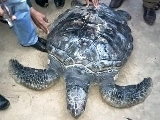 Rua bien 50 kg khac chu Han tren mai lac vao bo bien hinh anh