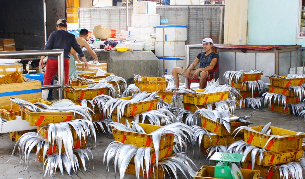 Dân miền Trung không mua cá ảnh 8 Dan mien Trung khong mua ca anh 8