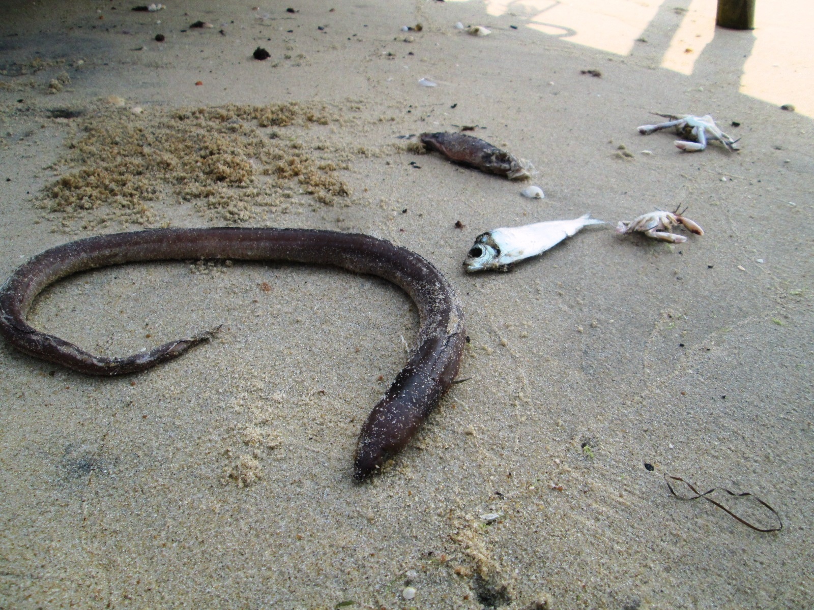 ca chet o mien Trung anh 3