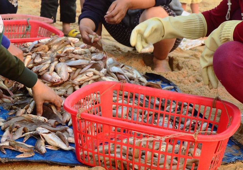 Ca chet ven bien mien Trung duoc xu ly ra sao? hinh anh