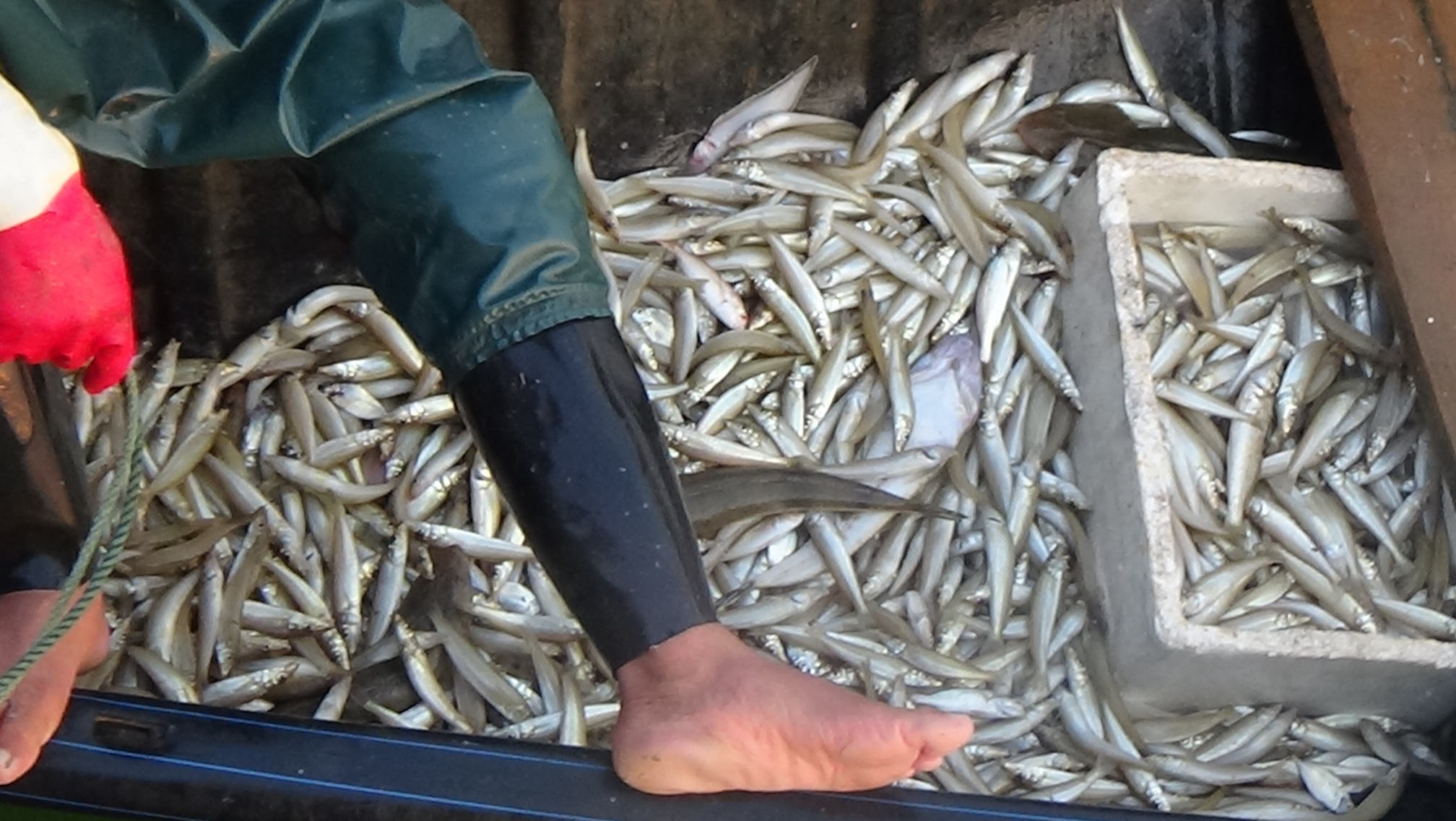 Phat hien 7 thuyen thu gom ca chet o bien Quang Binh hinh anh