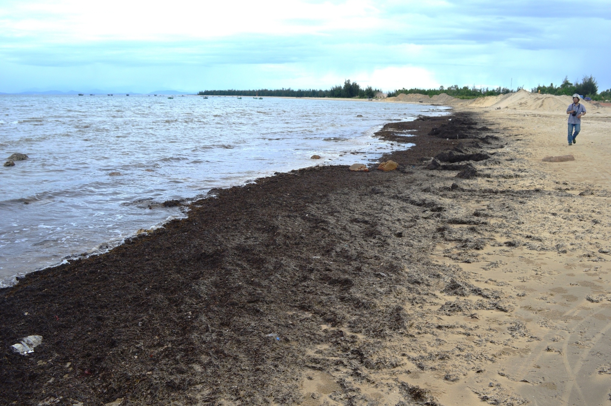 'Rong bien day bo Quang Binh la hien tuong binh thuong' hinh anh
