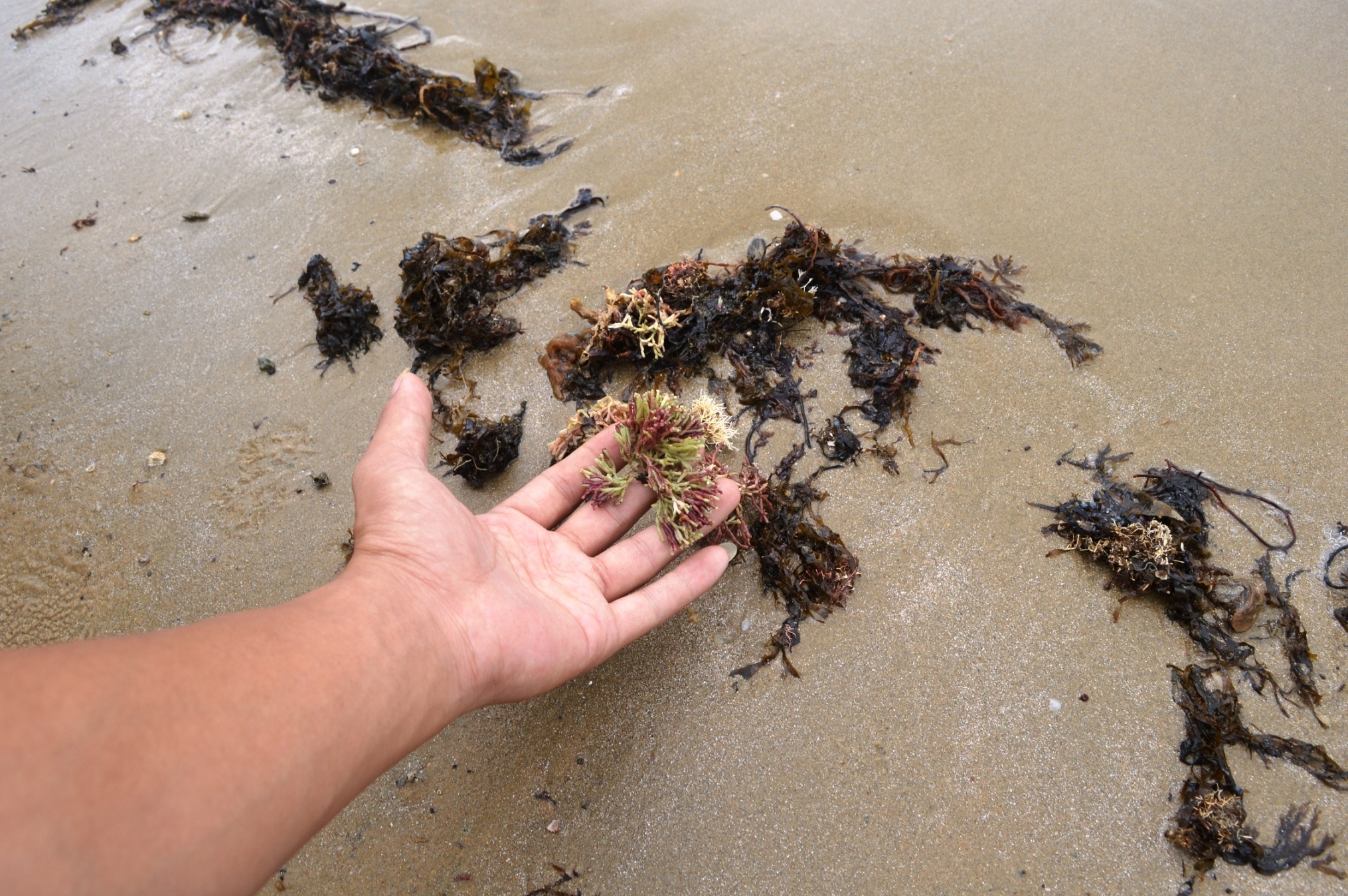 Rong chet dat bo xep lop day dac anh 7