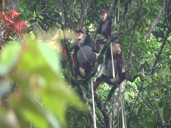 vượn đen má trắng ảnh 1 vuon den ma trang anh 1