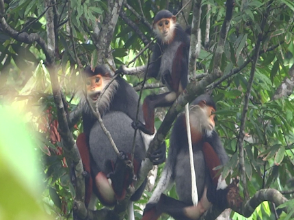 Phat hien hang chuc dan vuon den ma trang o Quang Binh hinh anh