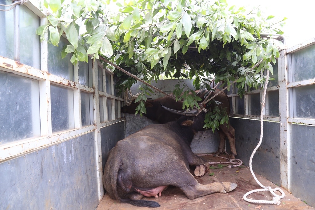 Tho san bat duoc 2 con trau du tan cong nguoi hinh anh