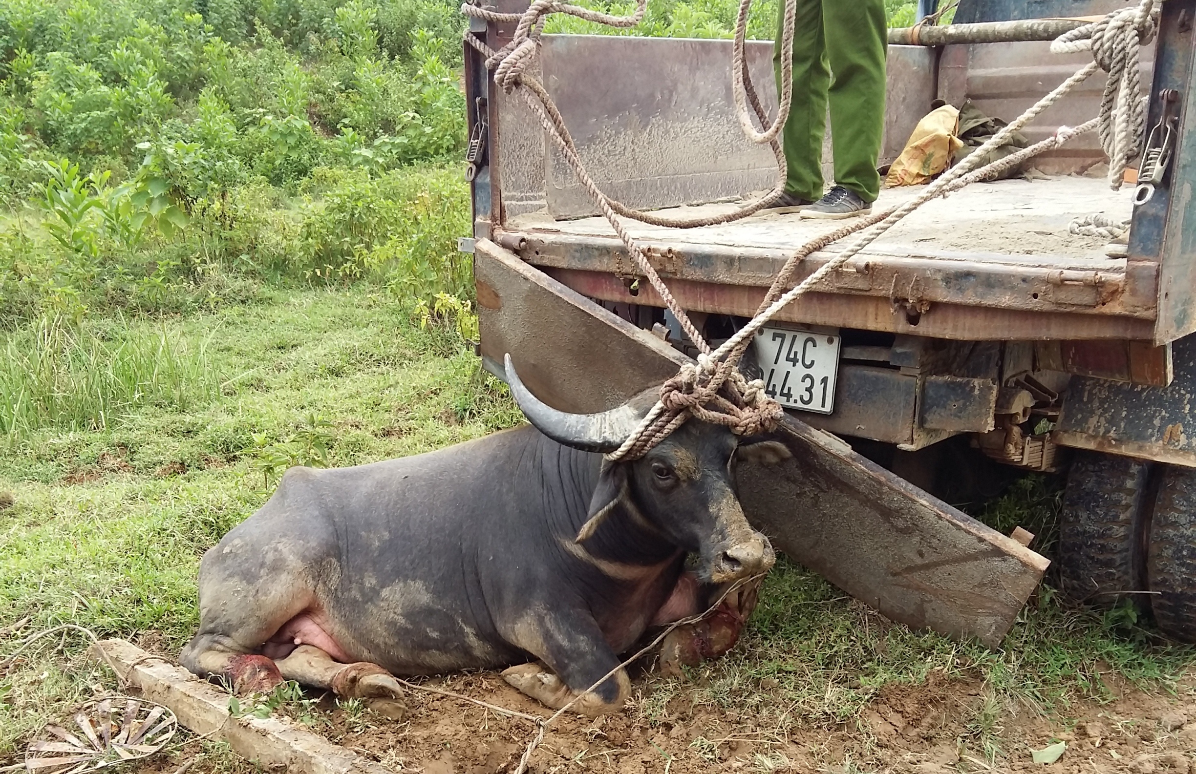 Tho san bat them mot con trau duc trong dan trau hung du hinh anh