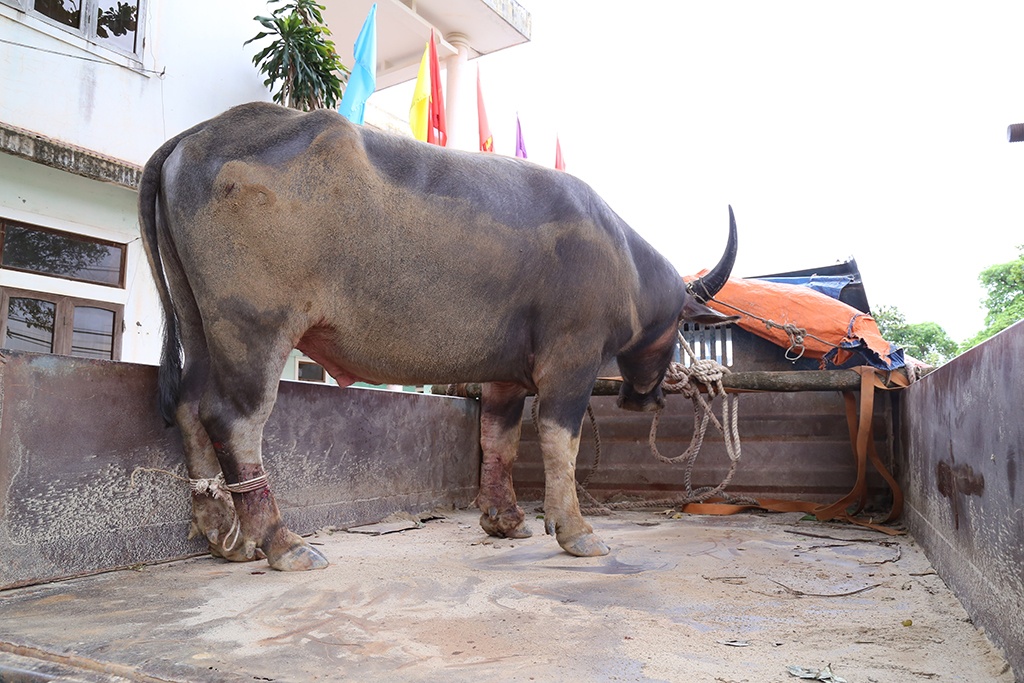 Thợ săn bắt được trâu đực hung dữ dính bẫy ảnh 2 Tho san bat duoc trau duc hung du dinh bay anh 2