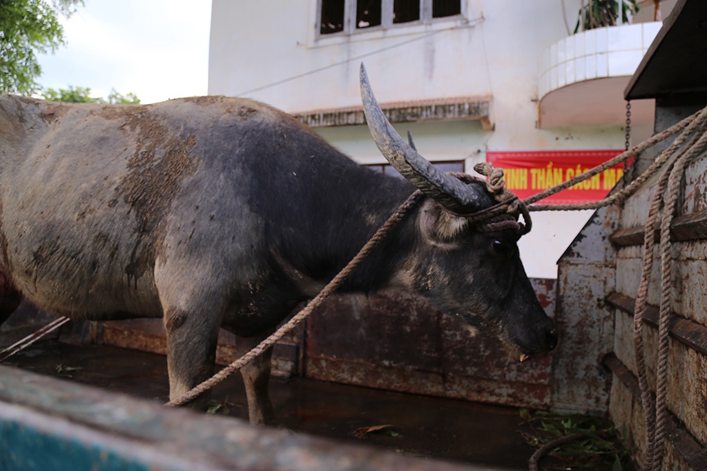 Tho san bat them mot con trong dan trau du hinh anh