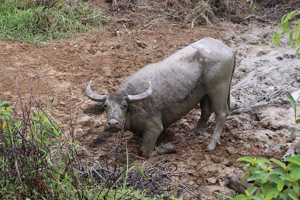 Tho san bat trau me trong dan trau du tan cong nguoi hinh anh