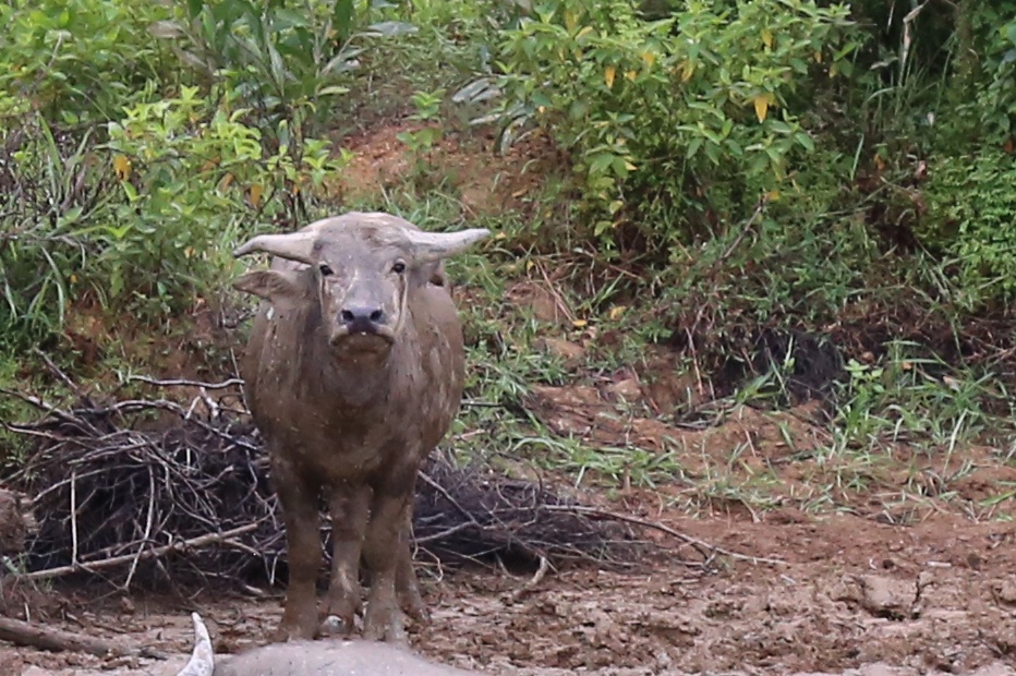 Tho san xin thanh ly hop dong sau khi bat duoc trau du thu 8 hinh anh