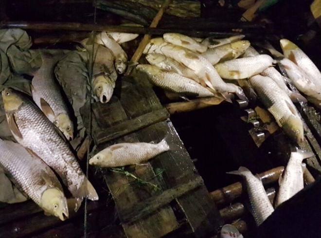 Thuong lai thu mua 20 tan ca chet bat thuong o song Gianh hinh anh