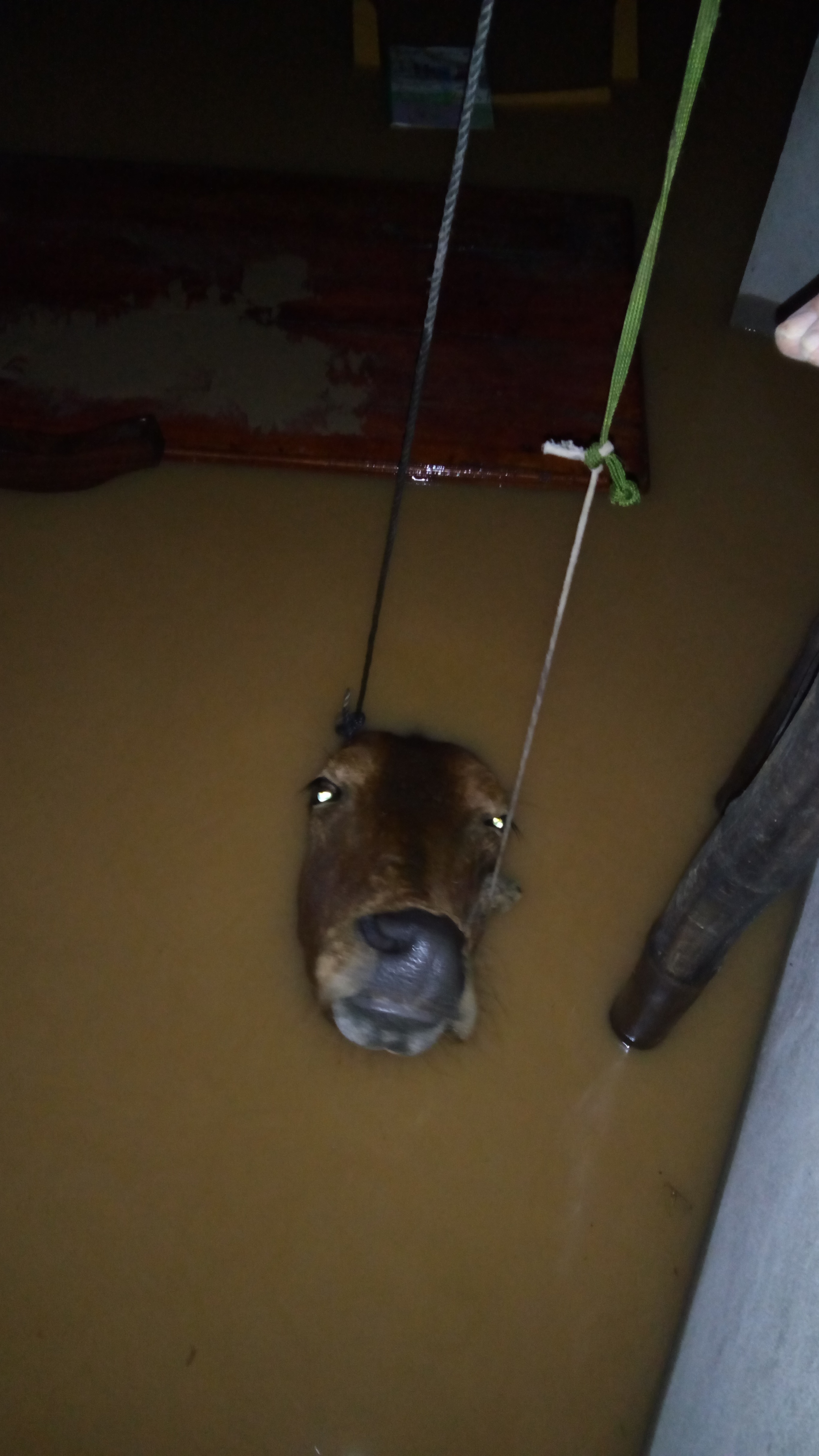 Su that ve con bo vo vong trong buc anh anh 1