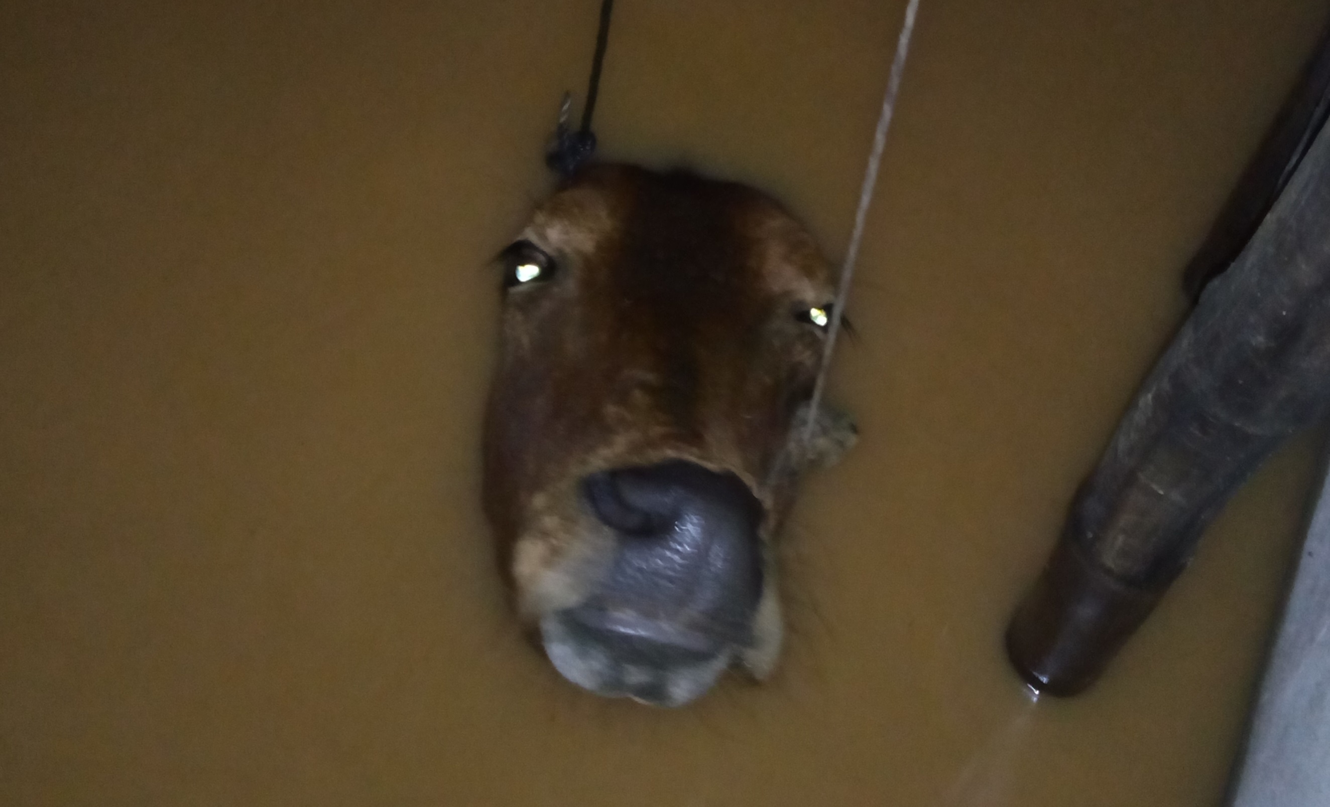 Tac gia buc anh con bo chim trong nuoc lu len tieng hinh anh