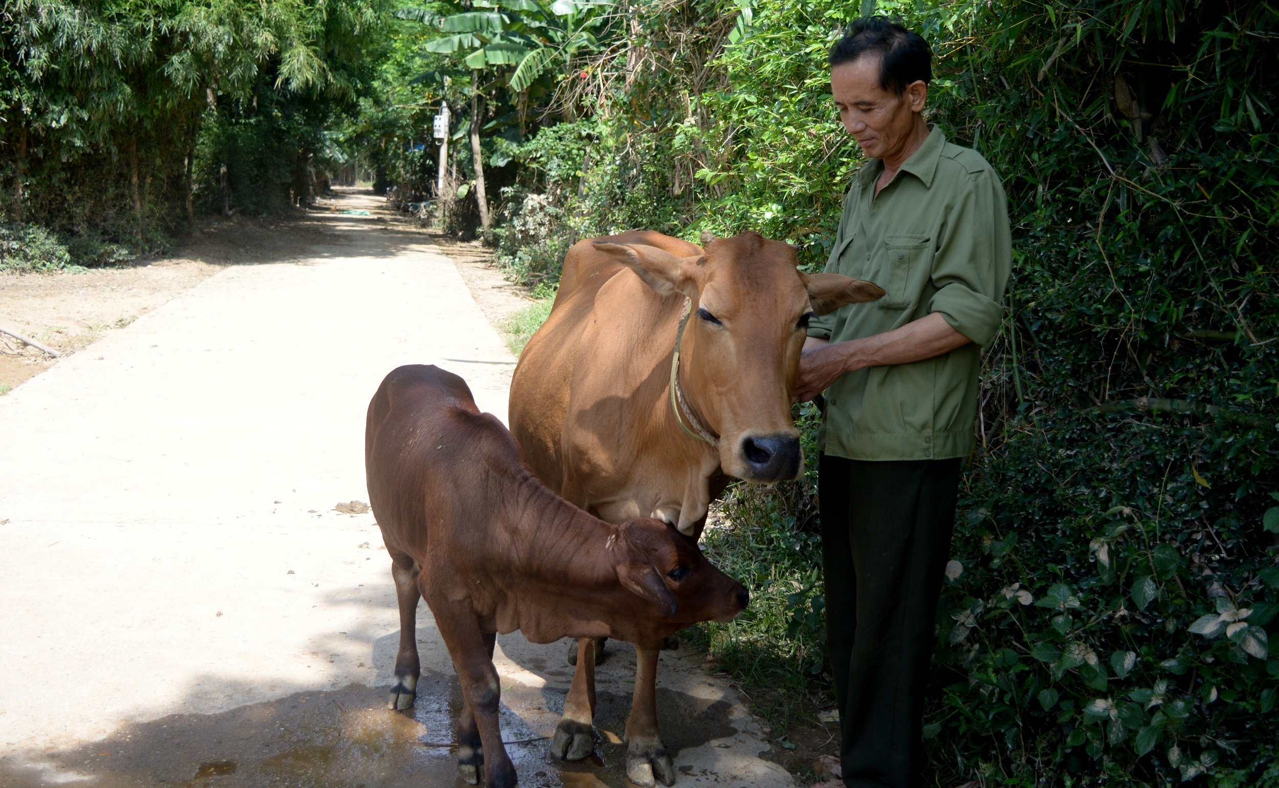 Su that ve con bo vo vong trong buc anh anh 4