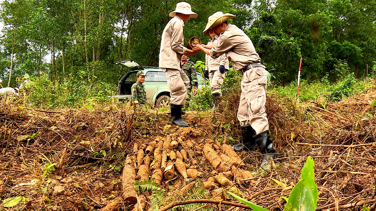 hàng trăm quả đạn pháo trong vườn cao su ảnh 1 hang tram qua dan phao trong vuon cao su anh 1