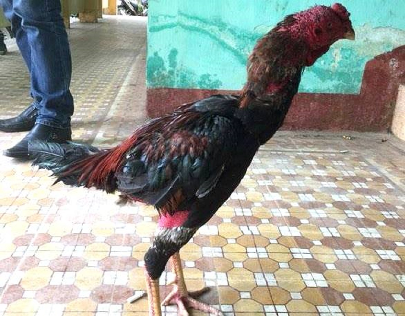Bat tam giam 3 thanh nien di bat trom ga hinh anh