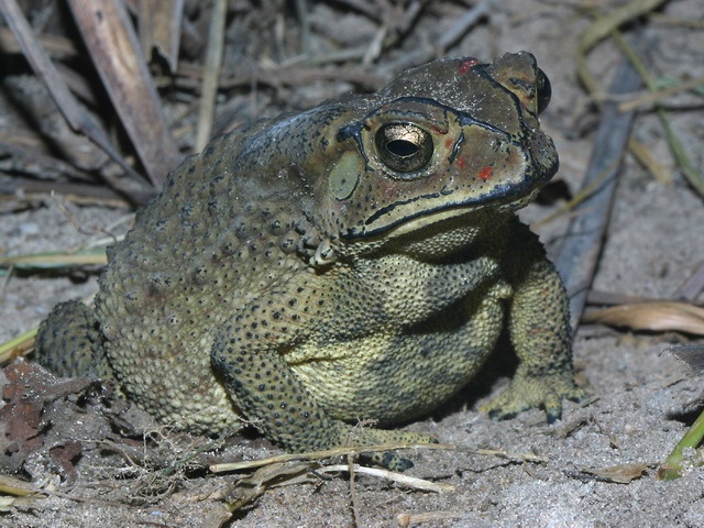 Hai hoc sinh tu vong nghi do an trung coc hinh anh