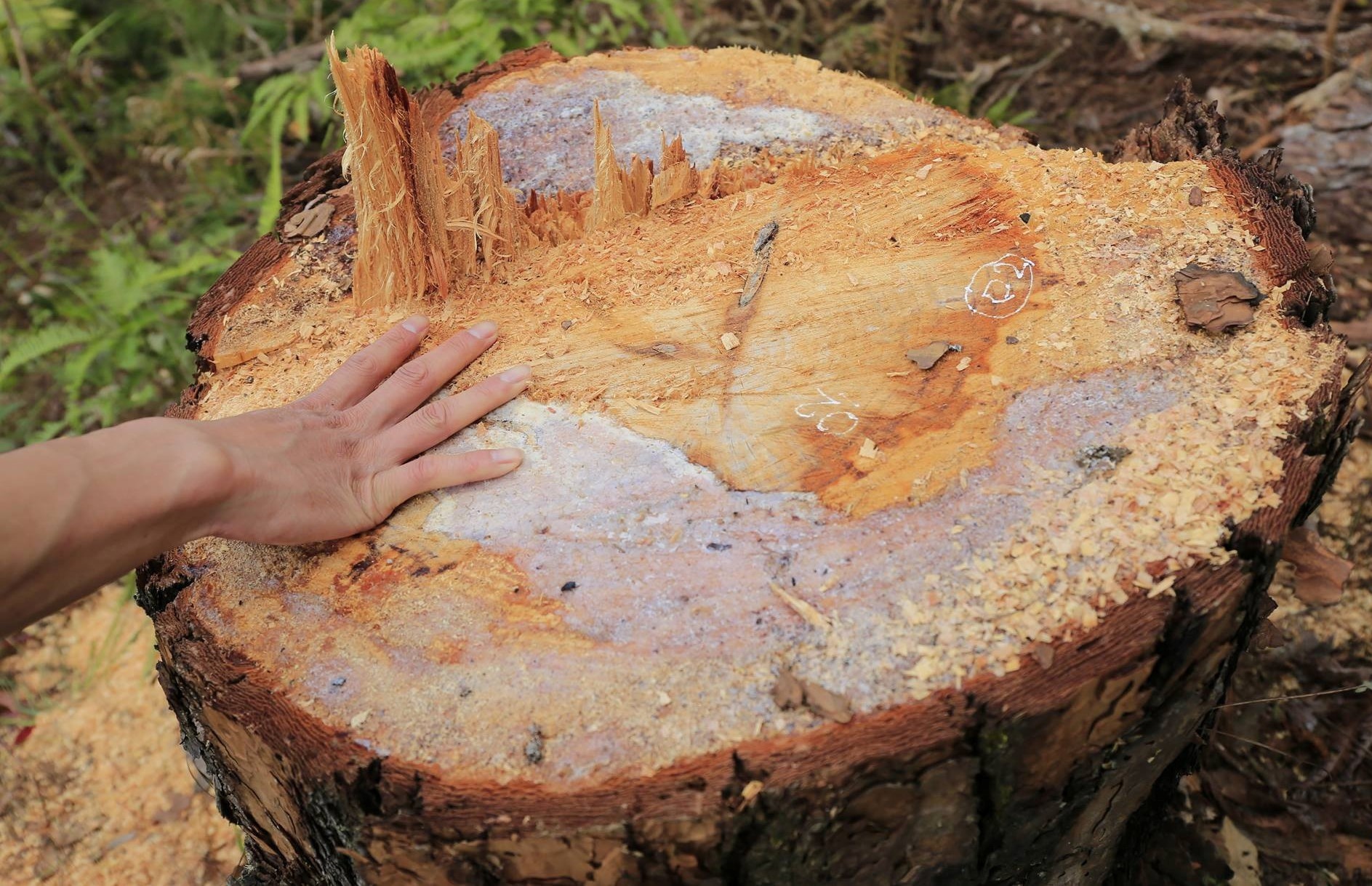 Giam doc ban quan ly rung phong ho huyen bo nhiem so mot tuan hinh anh