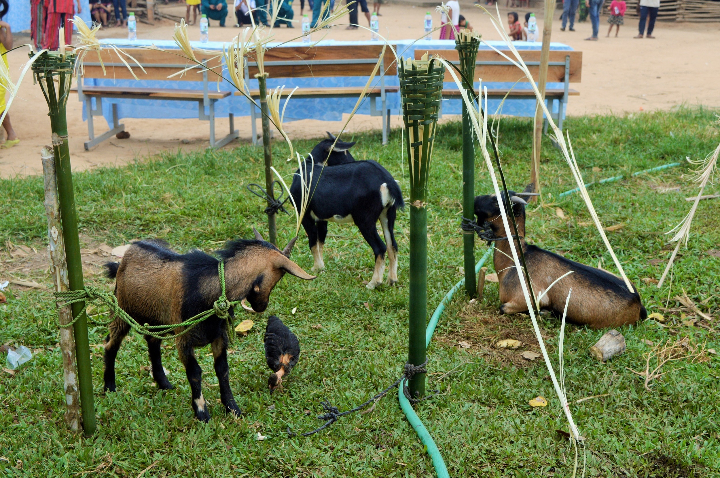 Le boc ma cua nguoi Pa Co,  Nguoi Pa Co dam trau trong dip le Arieu Ping anh 7