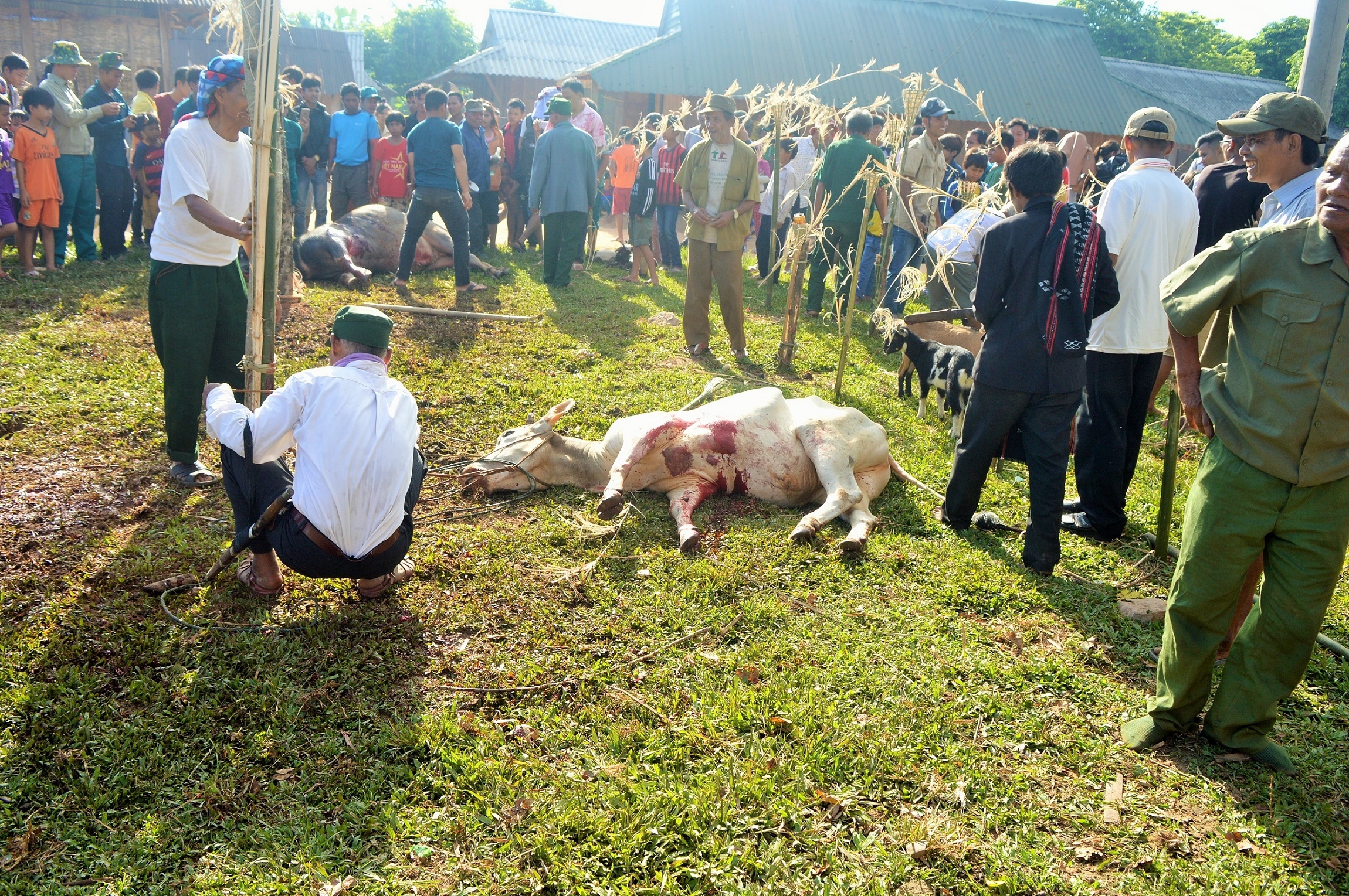Le boc ma cua nguoi Pa Co,  Nguoi Pa Co dam trau trong dip le Arieu Ping anh 9