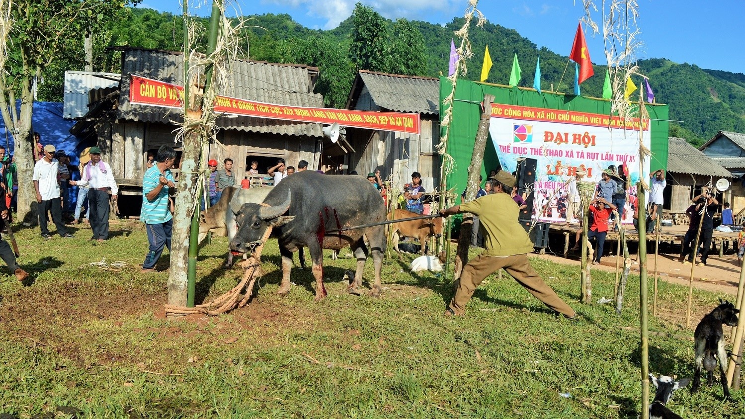 Nguoi Pa Co dam trau trong le Arieu Ping hinh anh