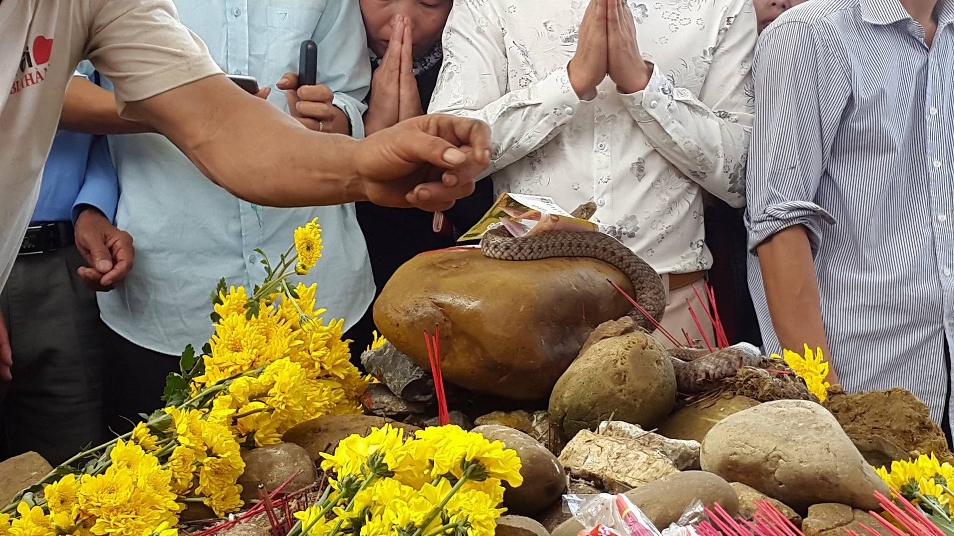 Kiem lam tha con ran o tren ngoi mo vo danh ve tu nhien hinh anh