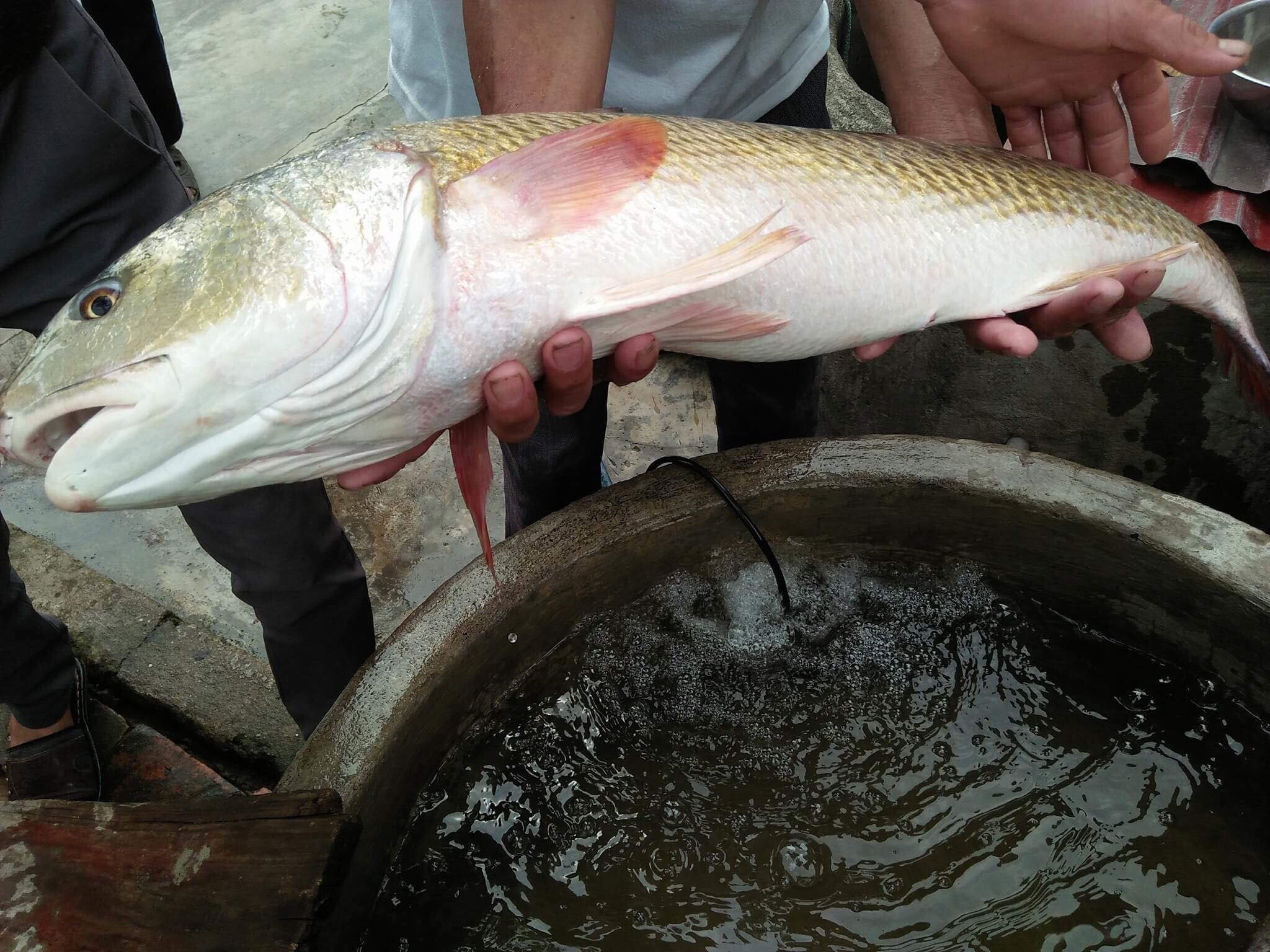 Ngu dan bat duoc ca la nghi su vang hon 4 kg anh 1