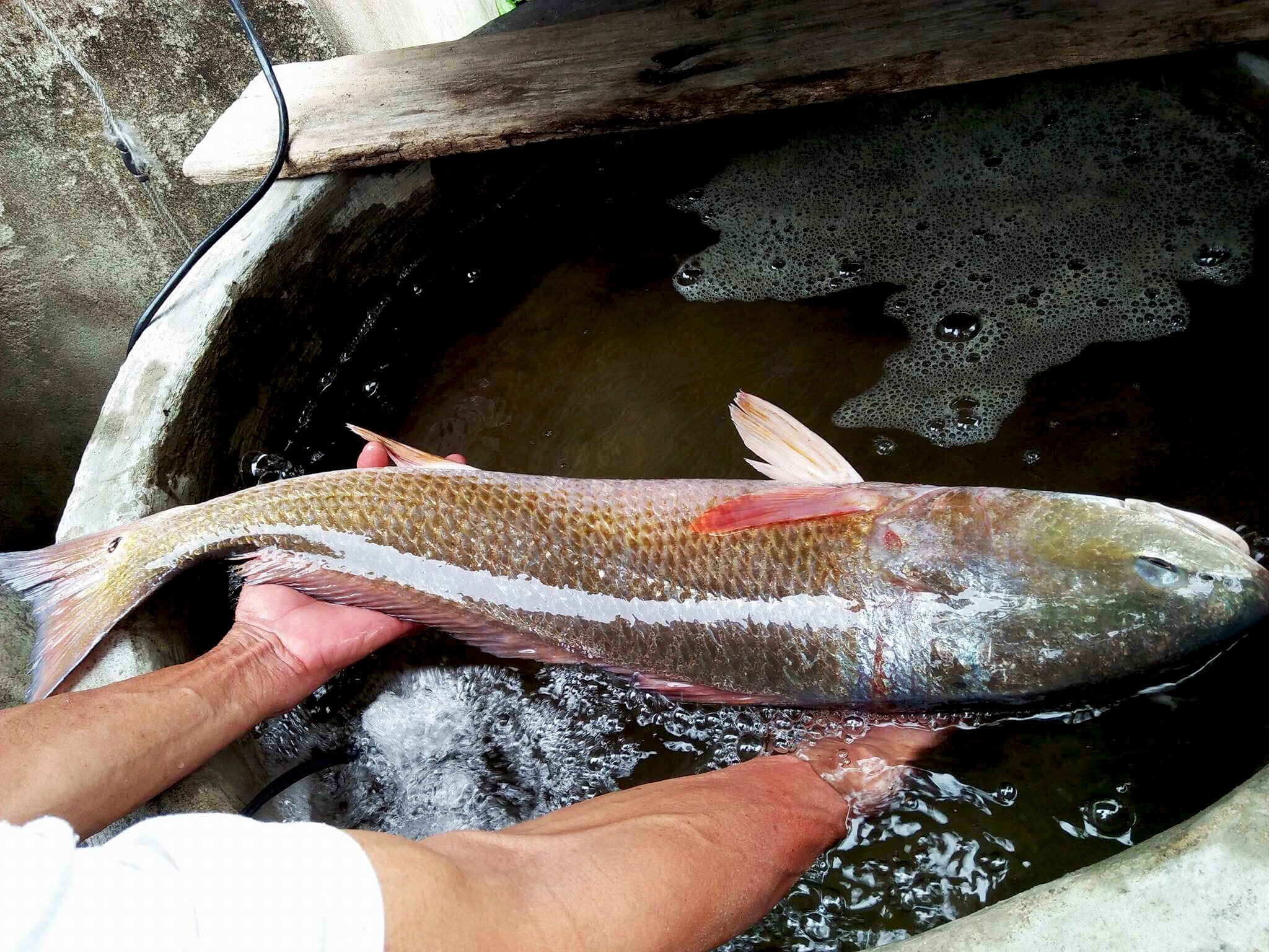 Ca giong su vang nang 4,2 kg mac luoi ngu dan hinh anh