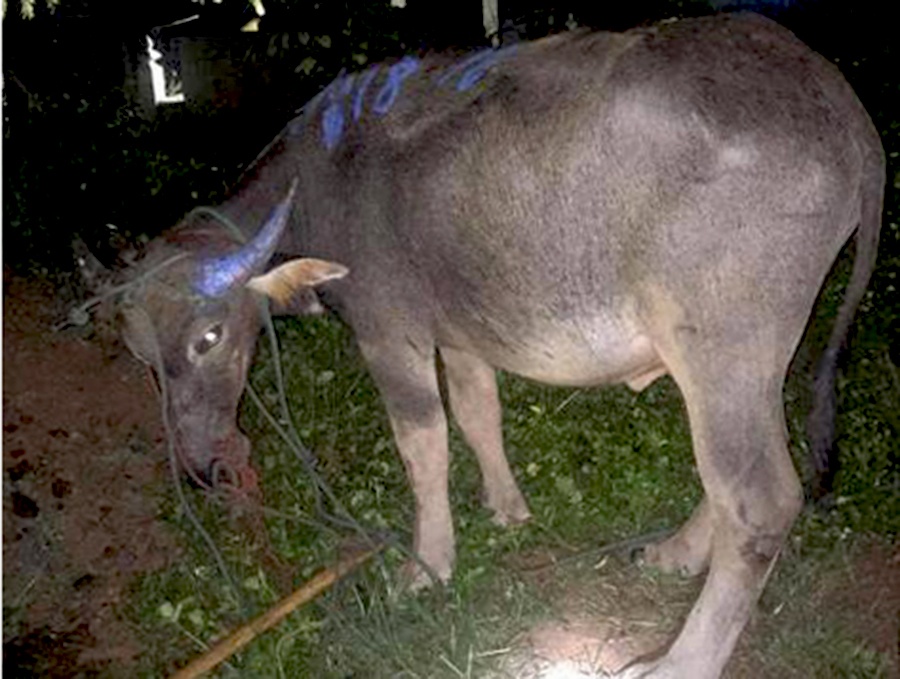 Trau dien huc nat xe may, lam gay tay nguoi dan hinh anh