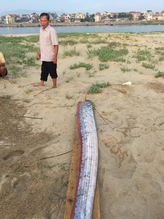 cá mái chèo dạt vào biển Quảng Bình ảnh 2 ca mai cheo dat vao bien Quang Binh anh 2