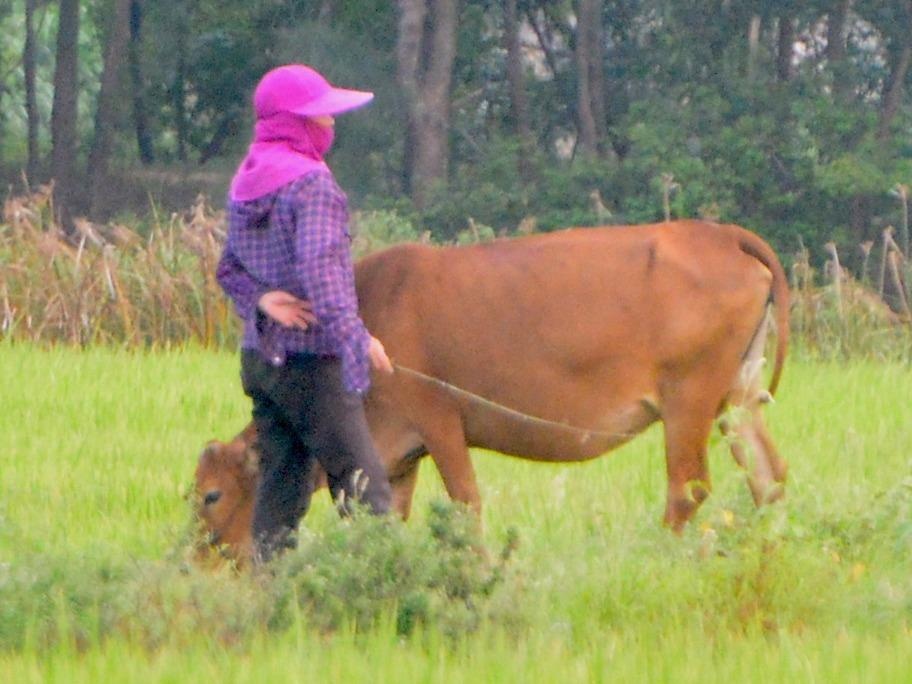 Hop tac xa thu phi trau, bo an co hinh anh