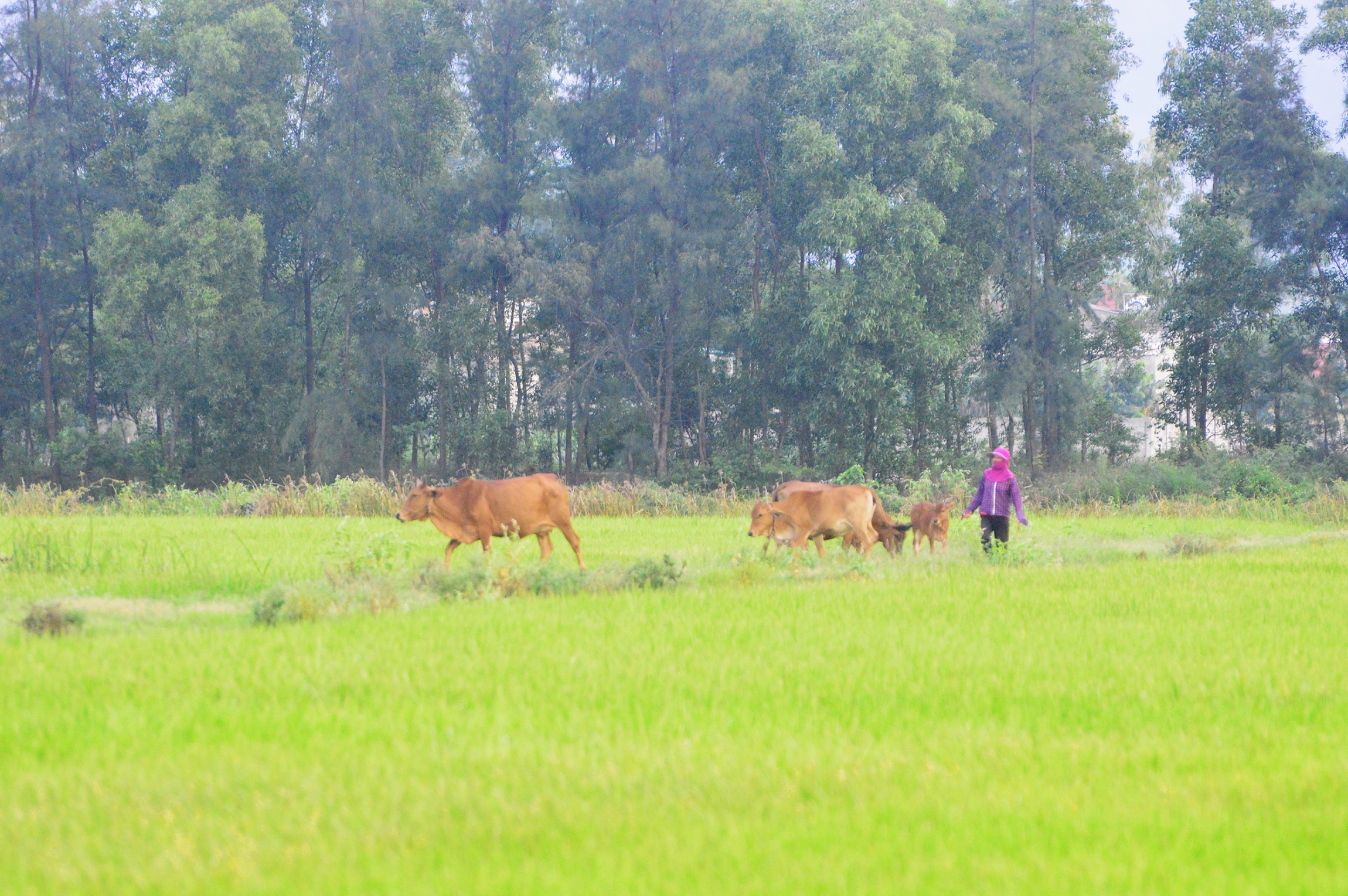 Hợp tác xã thu tiền phí trâu bò ăn cỏ của dân ảnh 1 Hop tac xa thu tien phi trau bo an co cua dan anh 1