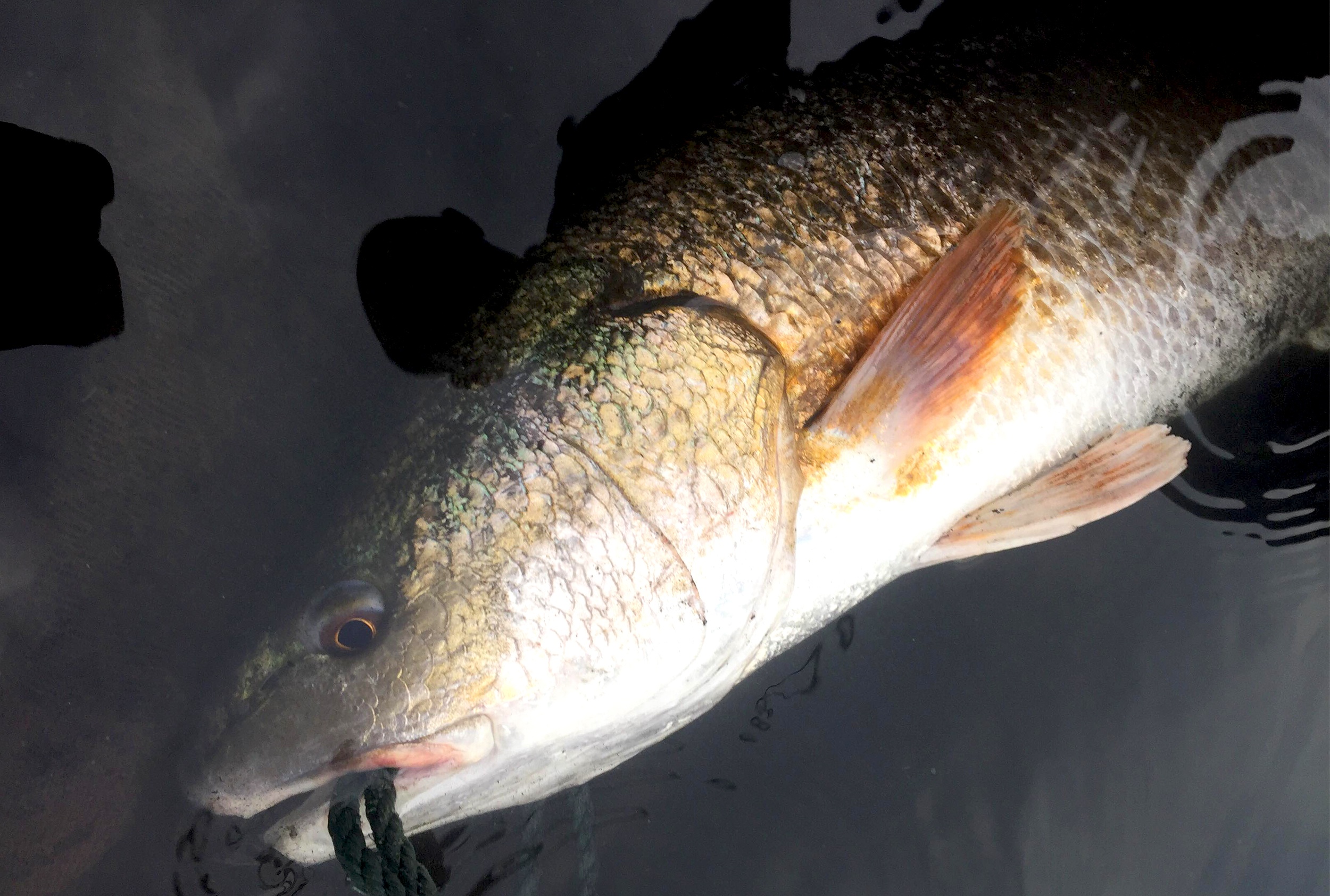 Ngu dan Quang Binh cau duoc ca nghi la su vang nang gan 3 kg hinh anh