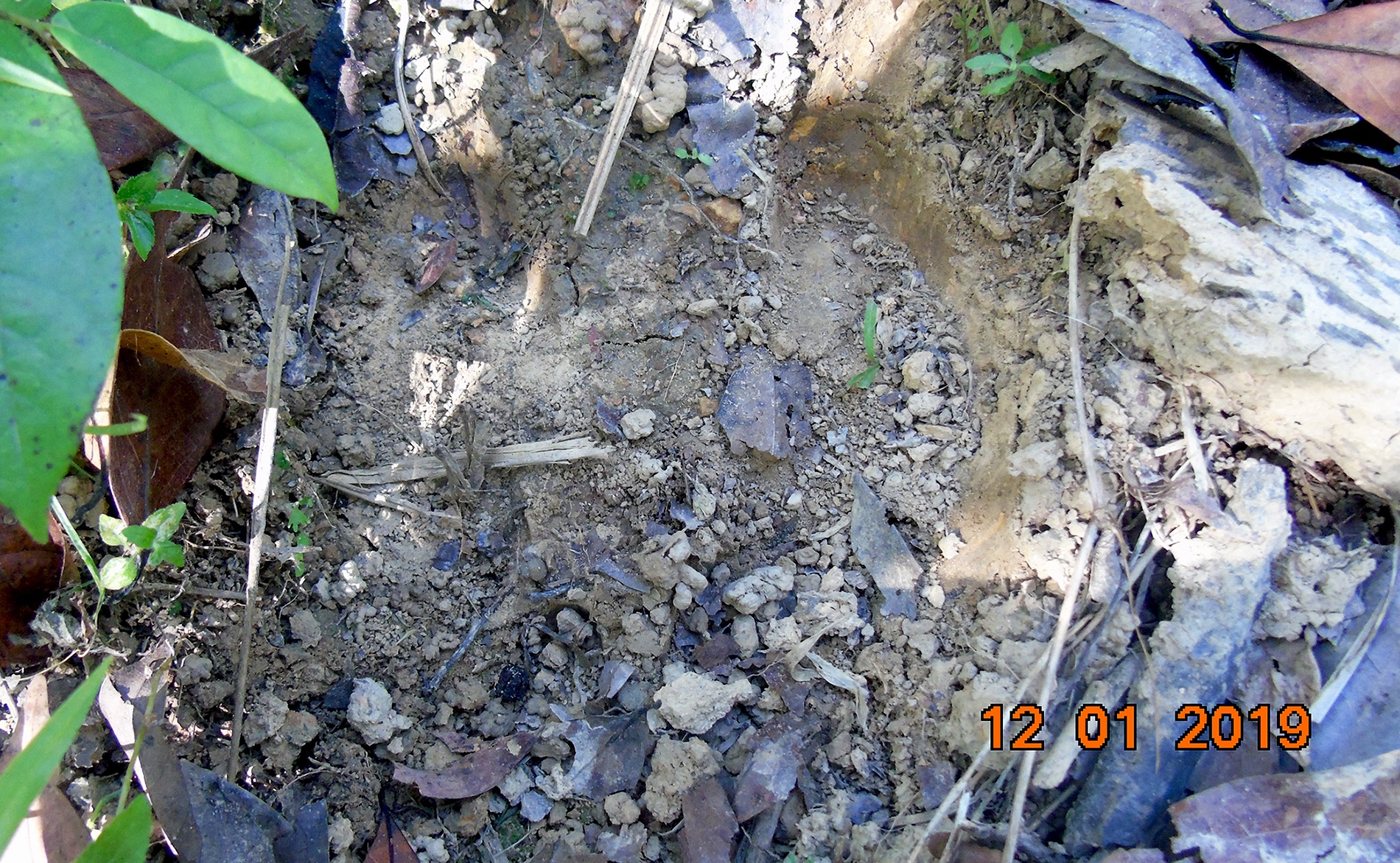 Phat hien dau vet nghi bo tot xuat hien o rung Quang Tri hinh anh